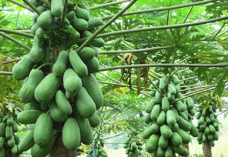 du-du-nha-trong