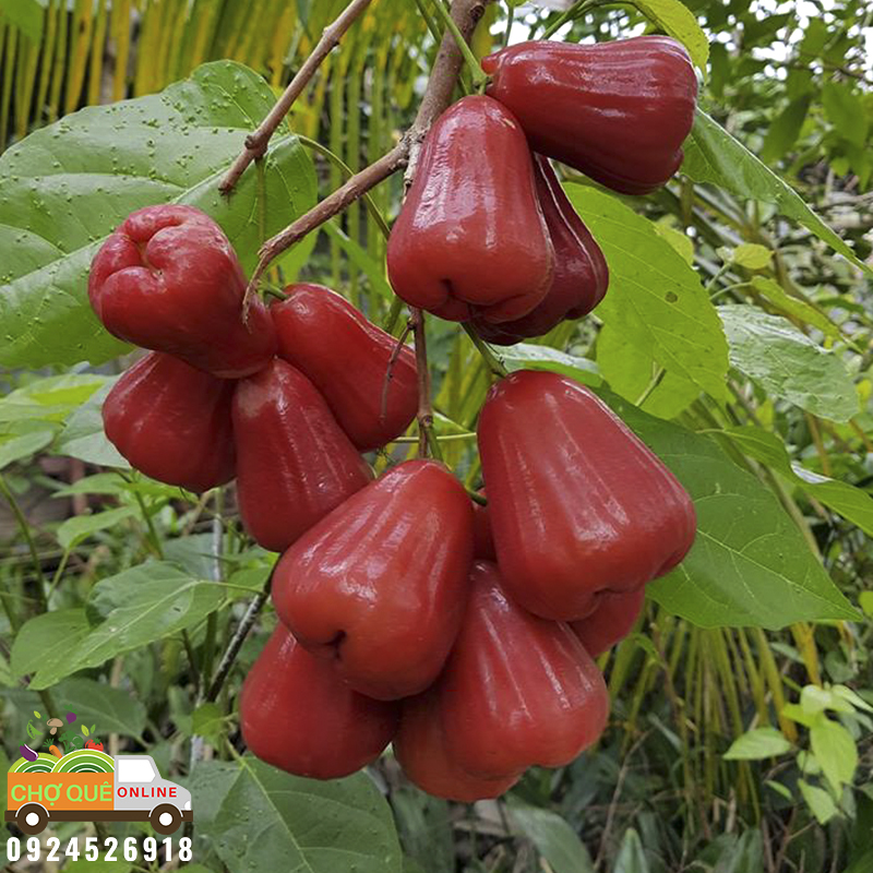 Mận đỏ